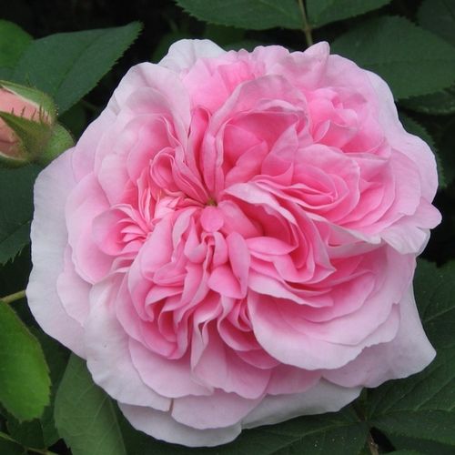 E-commerce, vendita, rose, in, vaso rose alba - rosa - Rosa Königin von Dänemark - rosa intensamente profumata - James Booth - I suoi fiori profumati  dal colore rosa leggero fioriscono sui suoi arbusti decorativi.